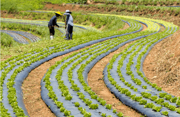 Degradable Agricultural mulch