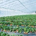 Maximizing PBAT Film Efficiency: The Benefits of Hydrolysis Inhibitors in Biodegradable Applications