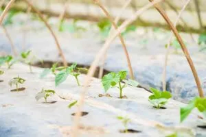anti-hydrolysis mulch film